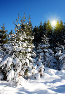 冬天冷杉树在德国森林与阳光