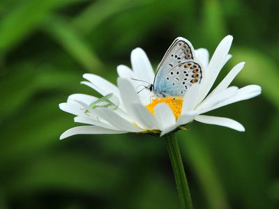 蝴蝶在甘菊上