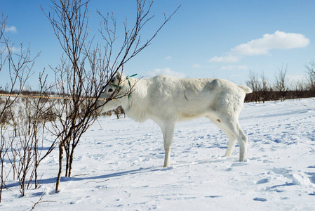 一个年轻的 snowwhite 驼鹿绑在雪覆盖的草原上的树