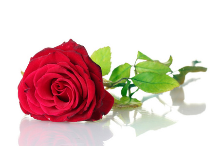美丽的红玫瑰孤立上白色