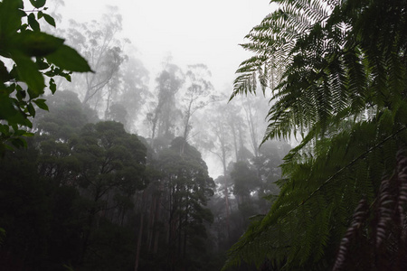 在一个有雾的早晨的雨林