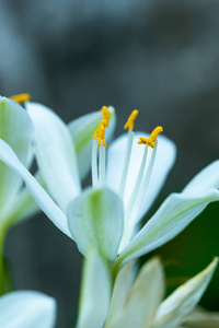 白花的宏