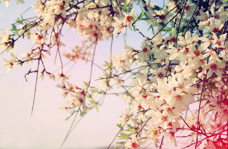 春天白色的樱花树的背景。选择性的焦点