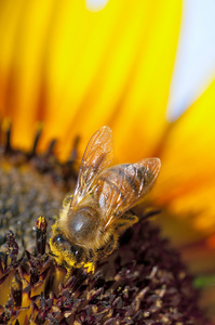 蜜蜂工作黄色的向日葵