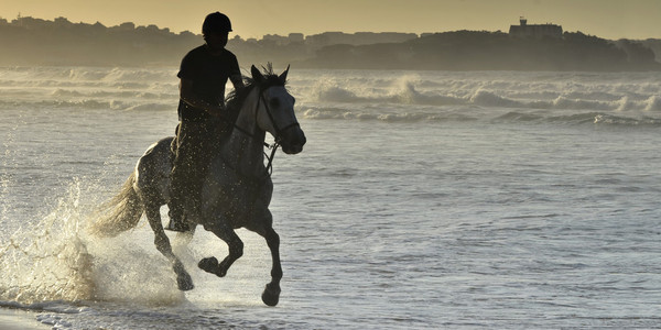 舞动沿着海滩马背上的骑手
