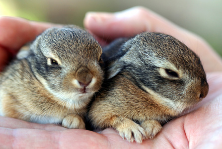 一双皮兔宝宝休息在人类手中图片