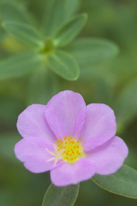 常见马齿苋花的特写