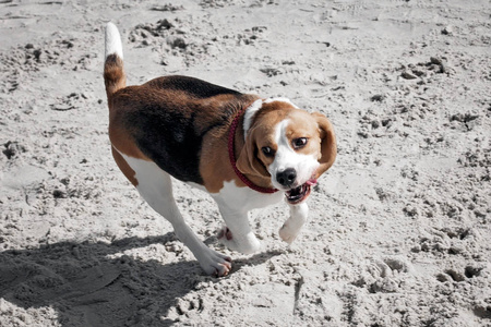 狗猎犬海