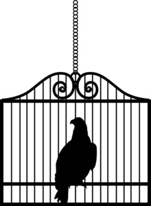 鹰关在笼子里上白色隔离