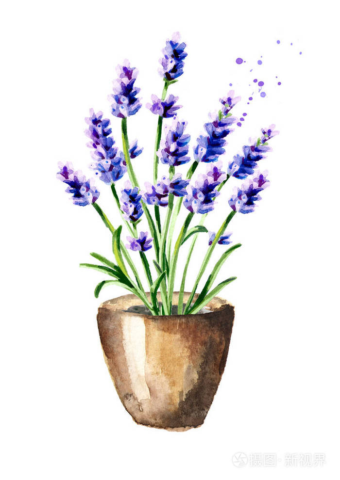 薰衣草 flowet 在锅里.水彩手绘插图, 在白色背景下隔离
