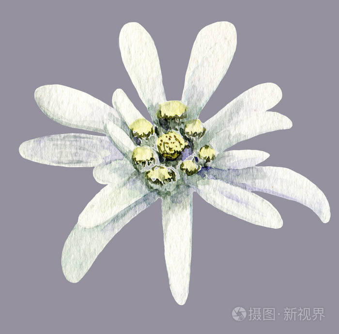 雪绒花花.白底手工水彩画插图