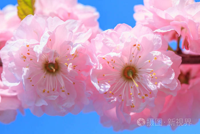 桃花粉色樱花