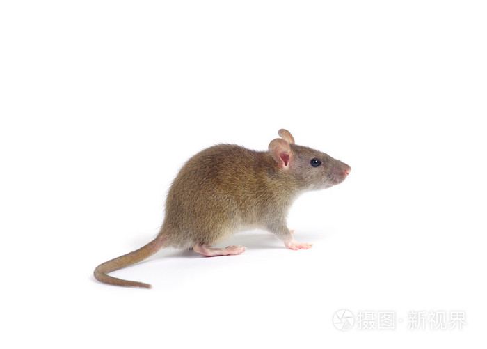 白鼠