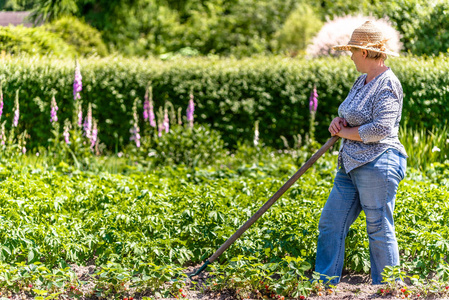 妇女在庭院里, 耕种土豆在有机农场, 工作在领域或夏天园艺