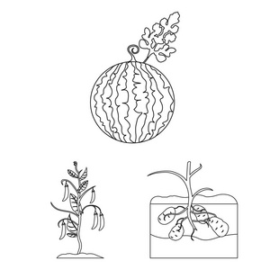 植物, 蔬菜轮廓图标集合中的设计。花园和收获向量符号股票网页插图