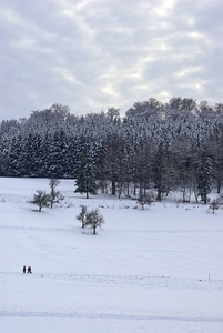 冬天的时候, 人们在森林附近的雪覆盖的草地上漫步