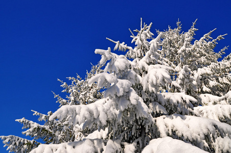 雪下的冷杉