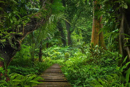 泰国的亚洲热带雨林