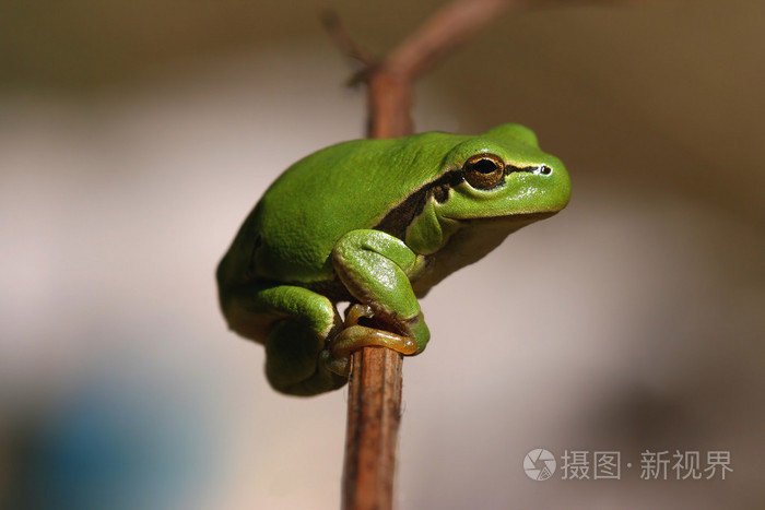 绿色中国雨蛙青蛙