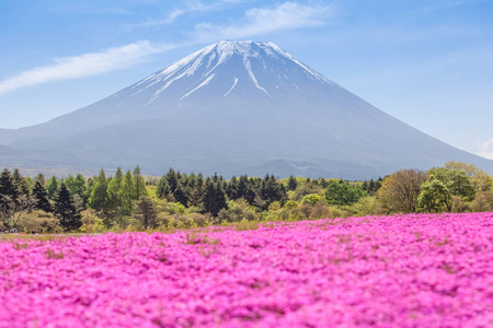 秋季粉红花卉与富士山的田野