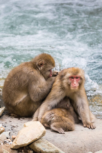 日本长野自然温泉中的猴子沐浴