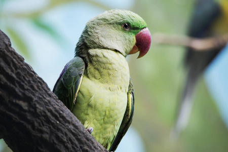 热带地区鸟喙环绕的大绿色鹦鹉