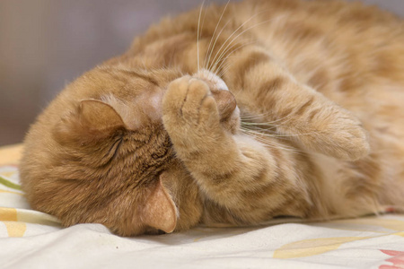 弗雷德猫躺在毯子上, 用爪子捂住枪口。