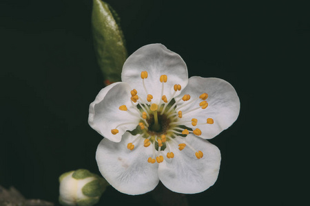 春天花朵梅花