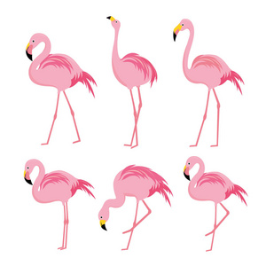 火烈鸟粉红色动物鸟卡通人物矢量插图