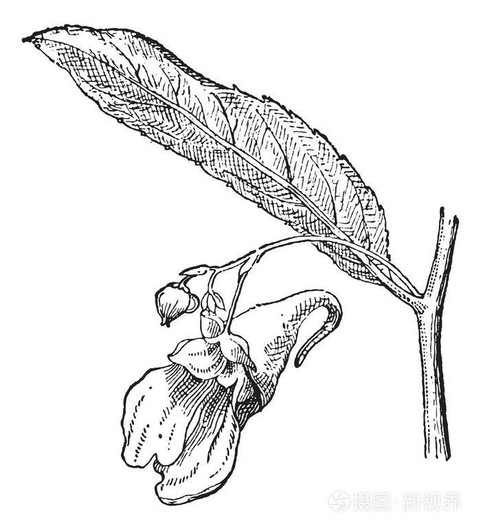 凤仙花或 balsams 复古雕刻