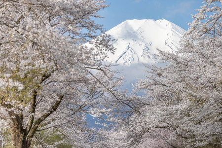 春季樱花树开花山富士