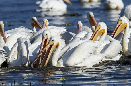 美洲白鹈鹕 Pelecanus erythrorhynchos 组, 食鱼, Chapala 湖, 哈利斯科, 墨西哥