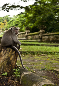 猴子。巴厘岛一家动物园。印度尼西亚