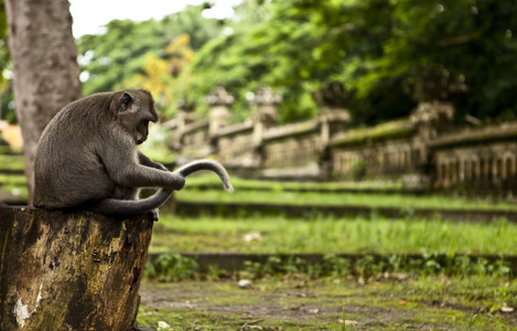 猴子。巴厘岛一家动物园。印度尼西亚