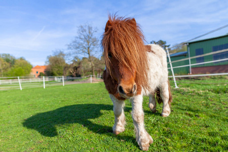 绿草甸上的 Shetlandpony 肖像