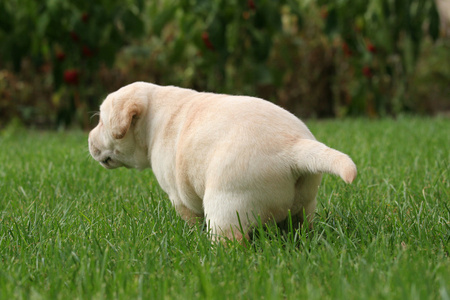 拉布拉多小狗在草地上运行