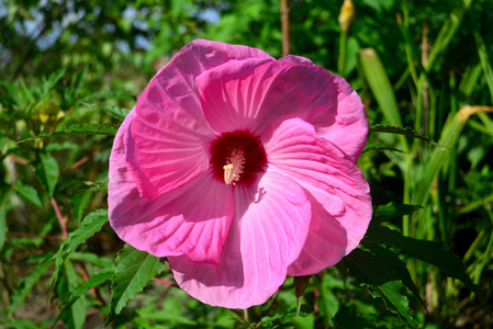 在花园里的美丽粉红芙蓉