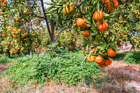 成熟的 mandarines 在花园里