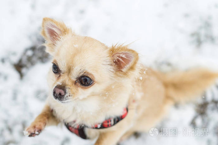可爱的长头发米色的吉娃娃狗在雪地里玩耍