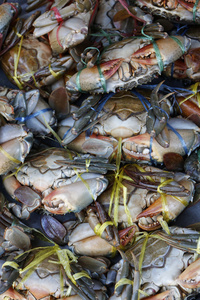 泰国苏梅岛 苏梅岛，热带螃蟹在当地鱼出售