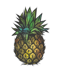 手绘菠萝的矢量插图。tshirt 彩色设计
