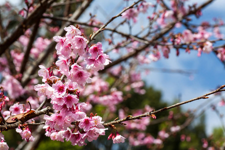 樱花花