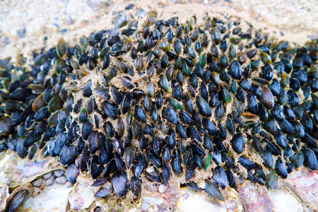 贻贝一个小的海洋生物, 有一个黑色的壳与两部分