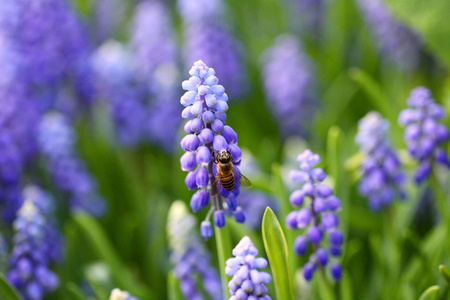 葡萄风信子的蜜蜂在春天