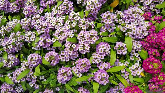 夏日花园里的粉色和紫色 alyssum 花