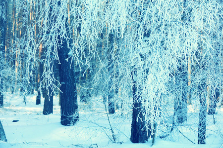 松树树枝覆盖着霜。自然冬季背景。冬季自然。下雪的森林。圣诞节背景