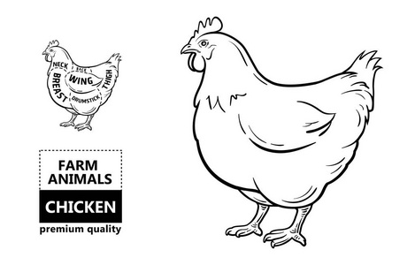 切肉集。海报屠夫图和计划鸡。老式印刷手工绘制