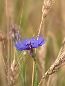 紫蓝色的一朵花
