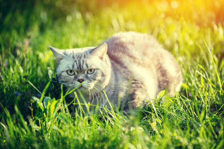 夏天猫躺在绿草里