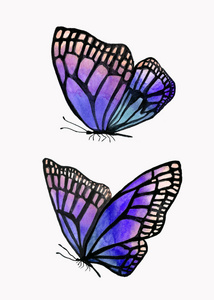 黑色轮廓水彩蝴蝶插图